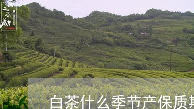 白茶什么季节产保质期多长/2023041055962