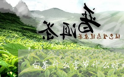 白茶什么季节什么时间喝好/2023041009864