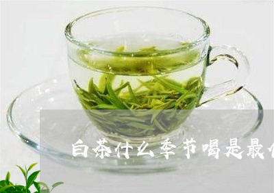 白茶什么季节喝是最佳时间/2023041393805