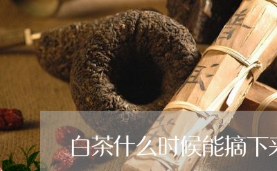 白茶什么时候能摘下来洗茶/2023041064925