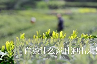 白茶什么茶叶泡出来竖起来/2023041072749