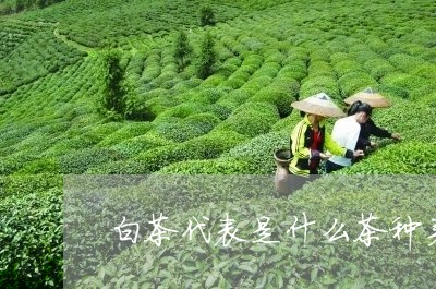 白茶代表是什么茶种类的茶/2023041070894