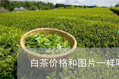 白茶价格和图片一样吗/2023041002826