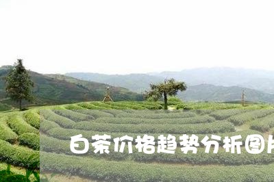 白茶价格趋势分析图片高清/2023041069713