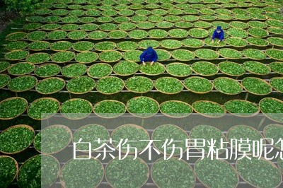 白茶伤不伤胃粘膜呢怎么治/2023041371505