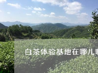 白茶体验基地在哪儿啊上海/2023041057283