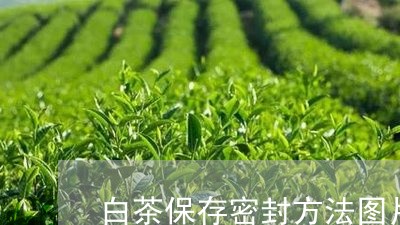 白茶保存密封方法图片大全/2023041053926