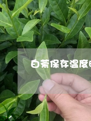 白茶保存温度时间多久合适/2023041099503