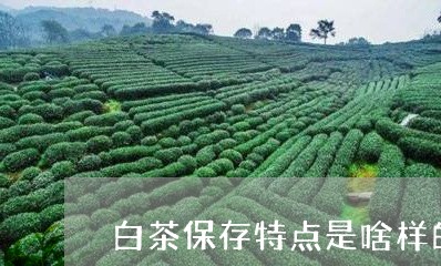 白茶保存特点是啥样的茶叶/2023041035261