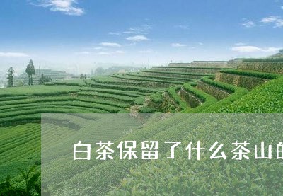 白茶保留了什么茶山的环境/2023041026351