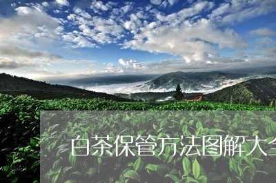 白茶保管方法图解大全视频/2023041398259