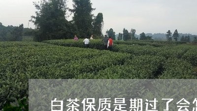 白茶保质是期过了会怎么样/2023041041782