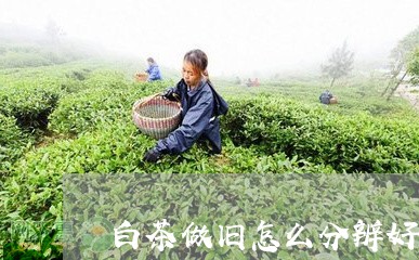 白茶做旧怎么分辨好坏视频/2023041381724