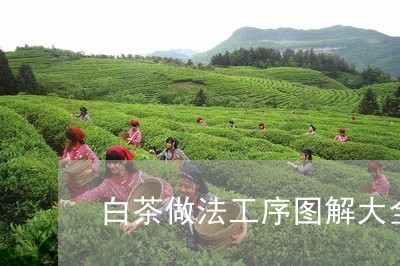 白茶做法工序图解大全窍门/2023041373059