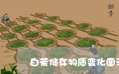 白茶储存物质变化图示图片/2023041051713