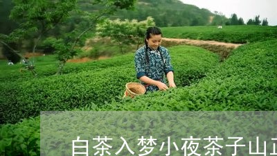 白茶入梦小夜茶子山正区别/2023041004250