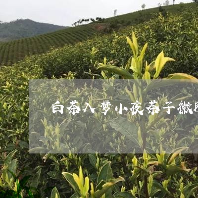 白茶入梦小夜茶子微胖测评/2023041013936