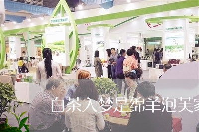 白茶入梦是绵羊泡芙家的吗/2023041022049