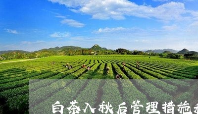 白茶入秋后管理措施和方法/2023041015258