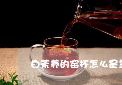 白茶养的窑杯怎么是黑色/2023041091038