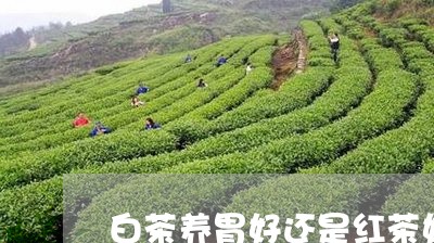 白茶养胃好还是红茶好一点/2023041329626