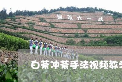 白茶冲茶手法视频教学图片/2023041302705