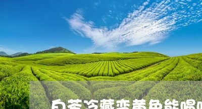 白茶冷藏变黄色能喝吗/2023041039260