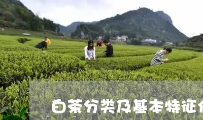 白茶分类及基本特征介绍图/2023041350817