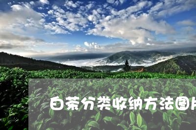 白茶分类收纳方法图片高清/2023041008582