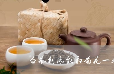 白茶到底能和菊花一起喝吗/2023041088493