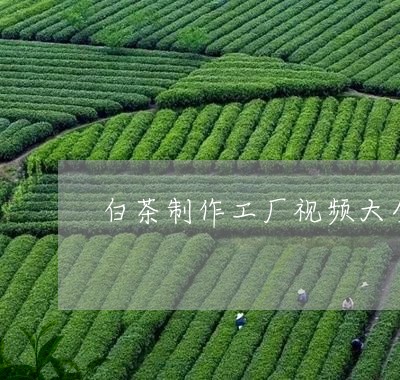 白茶制作工厂视频大全教程/2023041317150