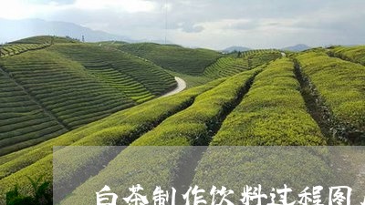 白茶制作饮料过程图片高清/2023041037169