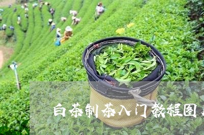 白茶制茶入门教程图片大全/2023041008435