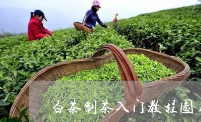 白茶制茶入门教程图片高清/2023041028480