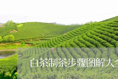 白茶制茶步骤图解大全图片/2023041049471