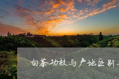 白茶功效与产地区别与作用/2023041087148