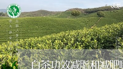 白茶功效减脂和减肥哪个好/2023041034948