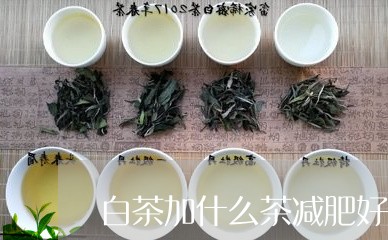 白茶加什么茶减肥好喝一点/2023041327472