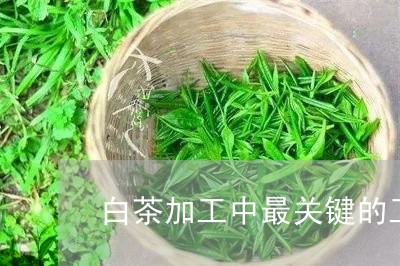 白茶加工中最关键的工序是/2023041331705