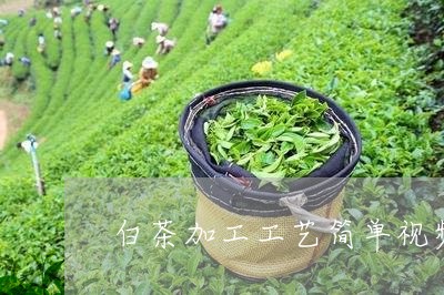 白茶加工工艺简单视频讲解/2023041088403