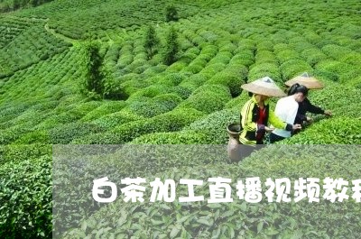 白茶加工直播视频教程大全/2023041021794