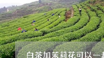 白茶加茉莉花可以一起喝吗/2023040987583