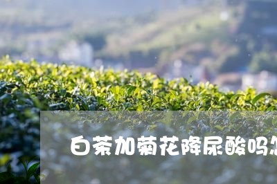 白茶加菊花降尿酸吗怎么喝/2023040992614