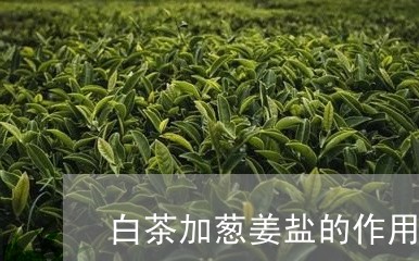 白茶加葱姜盐的作用是什么/2023040946058