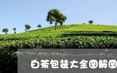 白茶包装大全图解图文并茂/2023041335269