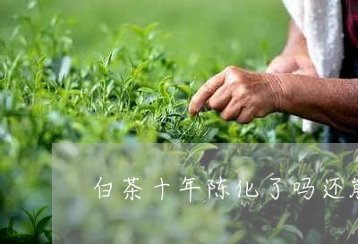 白茶十年陈化了吗还能喝吗/2023041131827