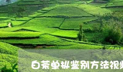 白茶单枞鉴别方法视频教程/2023041124150