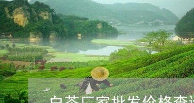 白茶厂家批发价格查询系统/2023041153825