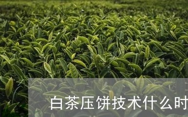 白茶压饼技术什么时候出现/2023041110793