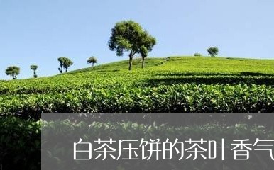 白茶压饼的茶叶香气会散吗/2023041183058